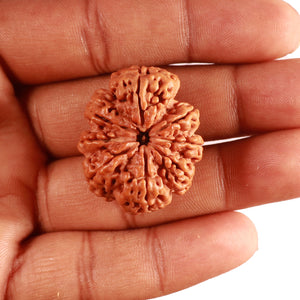 8 Mukhi Nepalese Rudraksha - Bead No. 353