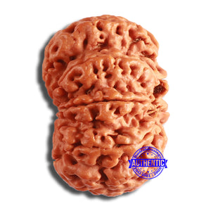 8 Mukhi Nepalese Rudraksha - Bead No. 353