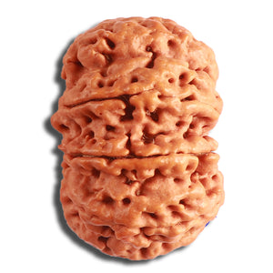 8 Mukhi Nepalese Rudraksha - Bead No. 353