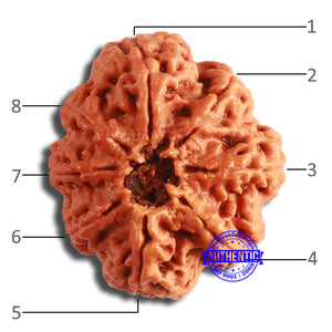 8 Mukhi Nepalese Rudraksha - Bead No. 354