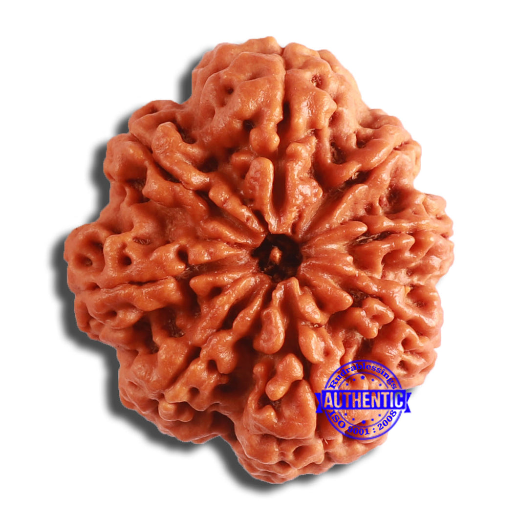 8 Mukhi Nepalese Rudraksha - Bead No. 354