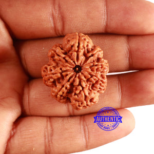 8 Mukhi Nepalese Rudraksha - Bead No. 354