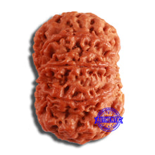 Load image into Gallery viewer, 8 Mukhi Nepalese Rudraksha - Bead No. 354
