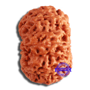 8 Mukhi Nepalese Rudraksha - Bead No. 354