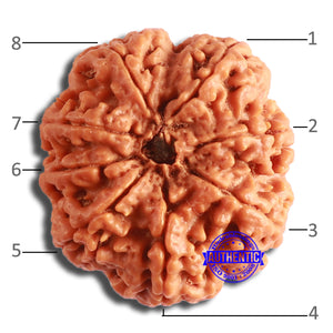 8 Mukhi Nepalese Rudraksha - Bead No. 355