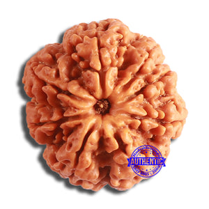 8 Mukhi Nepalese Rudraksha - Bead No. 355