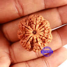 Load image into Gallery viewer, 8 Mukhi Nepalese Rudraksha - Bead No. 355
