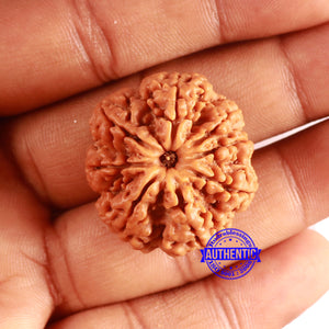 8 Mukhi Nepalese Rudraksha - Bead No. 355