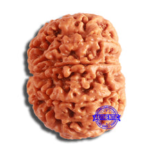 Load image into Gallery viewer, 8 Mukhi Nepalese Rudraksha - Bead No. 355
