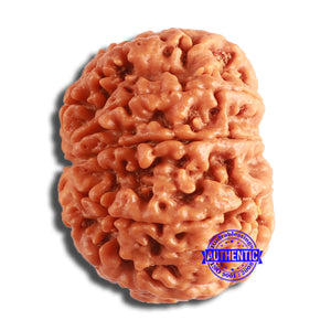 8 Mukhi Nepalese Rudraksha - Bead No. 355