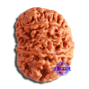 8 Mukhi Nepalese Rudraksha - Bead No. 355