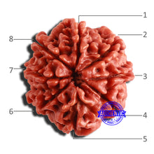 Load image into Gallery viewer, 8 Mukhi Nepalese Rudraksha - Bead No. 307
