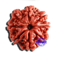 Load image into Gallery viewer, 8 Mukhi Nepalese Rudraksha - Bead No. 307
