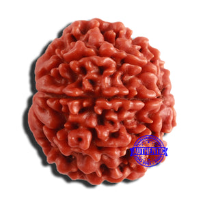 8 Mukhi Nepalese Rudraksha - Bead No. 307