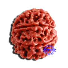 Load image into Gallery viewer, 8 Mukhi Nepalese Rudraksha - Bead No. 307
