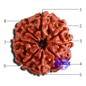 8 Mukhi Nepalese Rudraksha - Bead No. 314