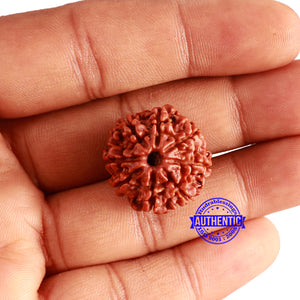 8 Mukhi Nepalese Rudraksha - Bead No. 314