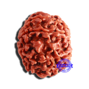 8 Mukhi Nepalese Rudraksha - Bead No. 314