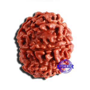 8 Mukhi Nepalese Rudraksha - Bead No. 314