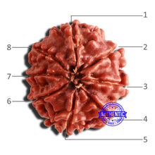 Load image into Gallery viewer, 8 Mukhi Nepalese Rudraksha - Bead No. 315
