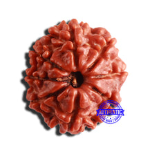 Load image into Gallery viewer, 8 Mukhi Nepalese Rudraksha - Bead No. 315
