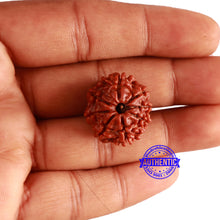 Load image into Gallery viewer, 8 Mukhi Nepalese Rudraksha - Bead No. 315
