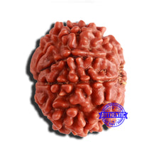 Load image into Gallery viewer, 8 Mukhi Nepalese Rudraksha - Bead No. 315
