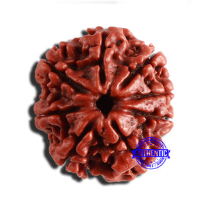 8 Mukhi Nepalese Rudraksha - Bead No. 316