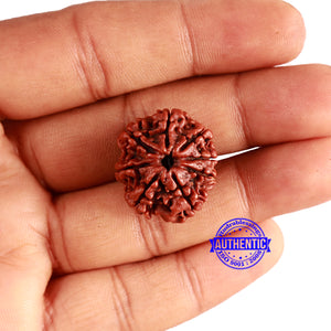 8 Mukhi Nepalese Rudraksha - Bead No. 316