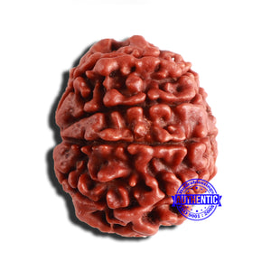 8 Mukhi Nepalese Rudraksha - Bead No. 316