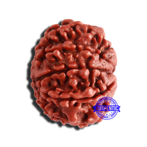 8 Mukhi Nepalese Rudraksha - Bead No. 316