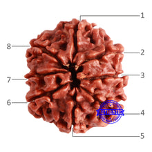 Load image into Gallery viewer, 8 Mukhi Nepalese Rudraksha - Bead No. 320
