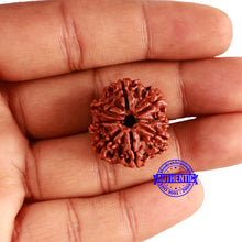 Load image into Gallery viewer, 8 Mukhi Nepalese Rudraksha - Bead No. 320
