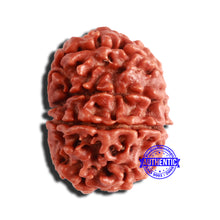 Load image into Gallery viewer, 8 Mukhi Nepalese Rudraksha - Bead No. 320
