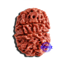 Load image into Gallery viewer, 8 Mukhi Nepalese Rudraksha - Bead No. 320
