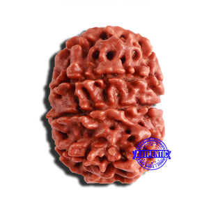 8 Mukhi Nepalese Rudraksha - Bead No. 320