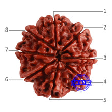 Load image into Gallery viewer, 8 Mukhi Nepalese Rudraksha - Bead No. 322
