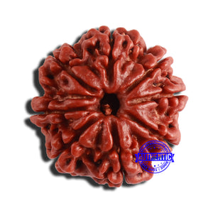 8 Mukhi Nepalese Rudraksha - Bead No. 322