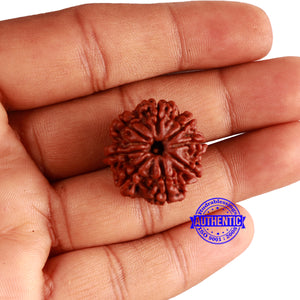 8 Mukhi Nepalese Rudraksha - Bead No. 322