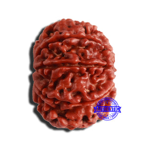 8 Mukhi Nepalese Rudraksha - Bead No. 322