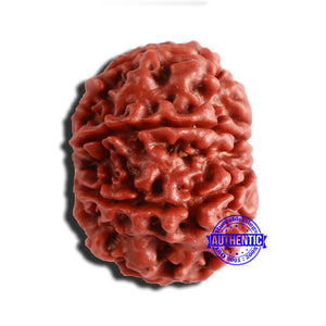 8 Mukhi Nepalese Rudraksha - Bead No. 322