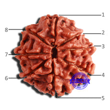 Load image into Gallery viewer, 8 Mukhi Nepalese Rudraksha - Bead No. 327
