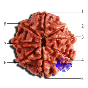 8 Mukhi Nepalese Rudraksha - Bead No. 327