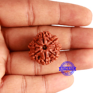 8 Mukhi Nepalese Rudraksha - Bead No. 327