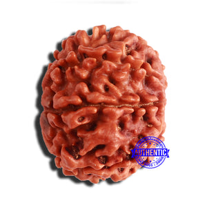 8 Mukhi Nepalese Rudraksha - Bead No. 327