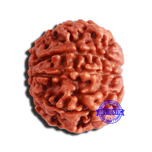 Load image into Gallery viewer, 8 Mukhi Nepalese Rudraksha - Bead No. 327
