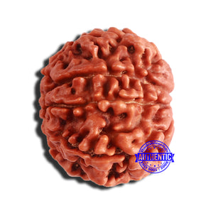 8 Mukhi Nepalese Rudraksha - Bead No. 327