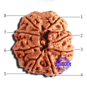 8 Mukhi Nepalese Rudraksha - Bead No. 328