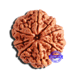 8 Mukhi Nepalese Rudraksha - Bead No. 328