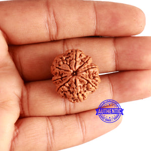 8 Mukhi Nepalese Rudraksha - Bead No. 328